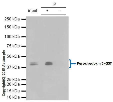 Immunoprecipitation - Anti-GST antibody [EPR4236] (AB111947)