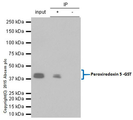 Immunoprecipitation - Anti-GST antibody [EPR4236] (AB111947), expandable thumbnail