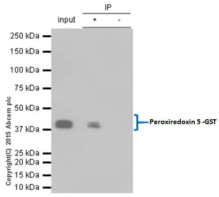 Immunoprecipitation - Anti-GST antibody [EPR4236] (AB111947)
