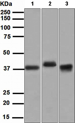 Western blot - Anti-GST antibody [EPR4236] (AB111947), expandable thumbnail