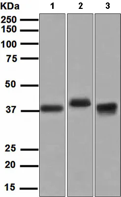 Western blot - Anti-GST antibody [EPR4236] (AB111947)