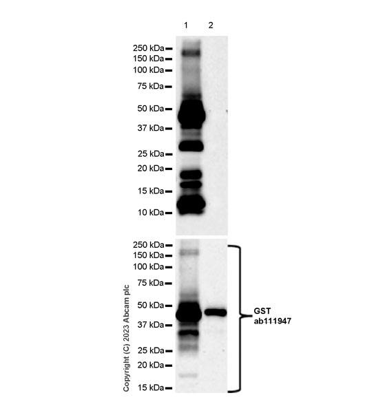 Western blot - Anti-GST antibody [EPR4236] (ab111947), expandable thumbnail