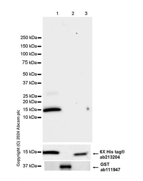 Western blot - Anti-GST antibody [EPR4236] (ab111947), expandable thumbnail