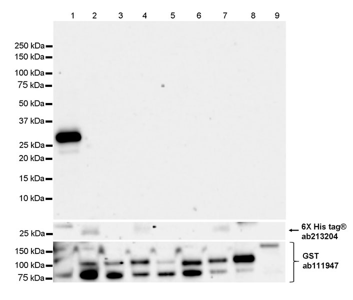 Western blot - Anti-GST antibody [EPR4236] (ab111947), expandable thumbnail