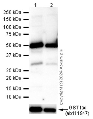 Western blot - Anti-GST antibody [EPR4236] (ab111947), expandable thumbnail