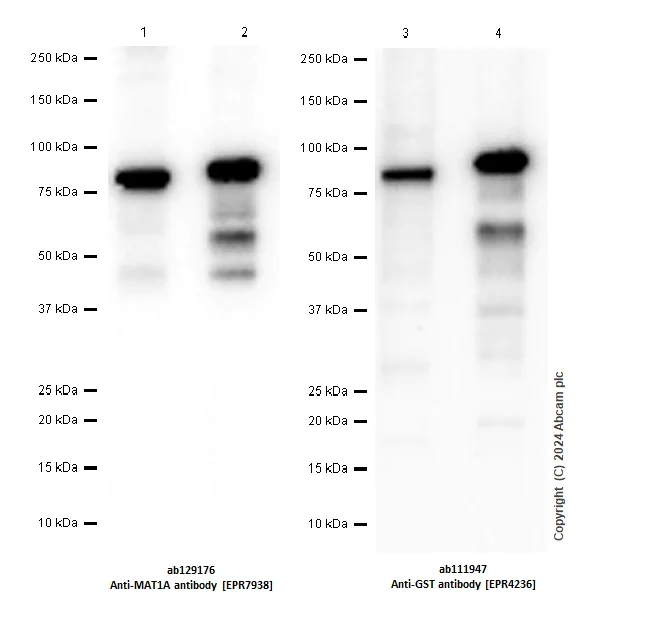 Western blot - Anti-GST antibody [EPR4236] (AB111947)