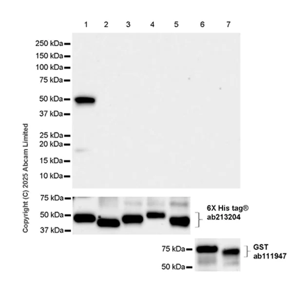 Western blot - Anti-GST antibody [EPR4236] (AB111947)