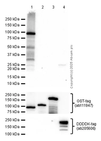Western blot - Anti-GST antibody [EPR4236] (AB111947)