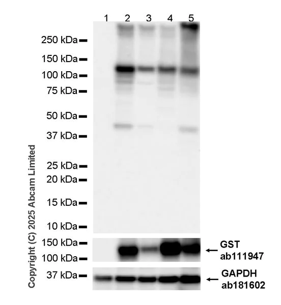 Western blot - Anti-GST antibody [EPR4236] (AB111947)