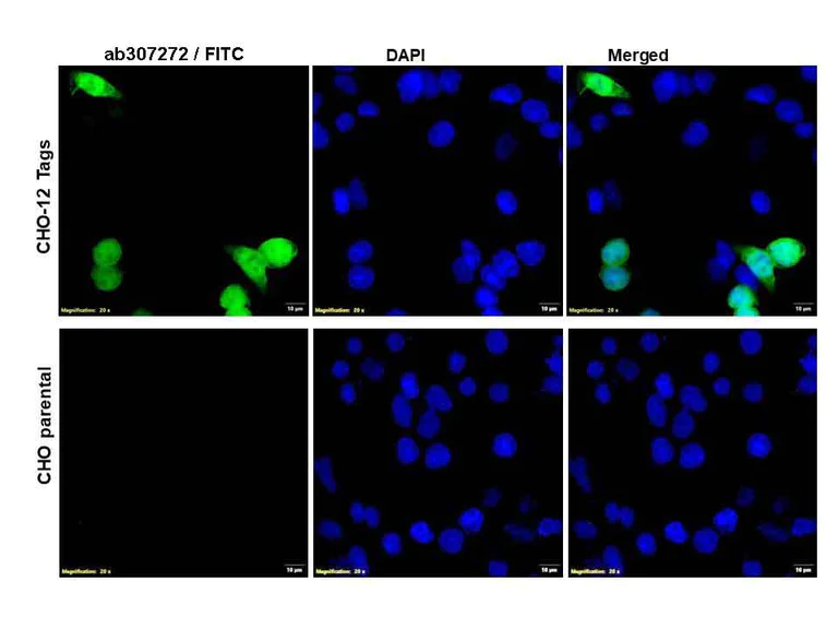 Immunocytochemistry/ Immunofluorescence - Anti-GST Tag Antibody (AB307273)
