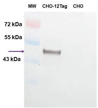Western blot - Anti-GST Tag Antibody (AB307273)