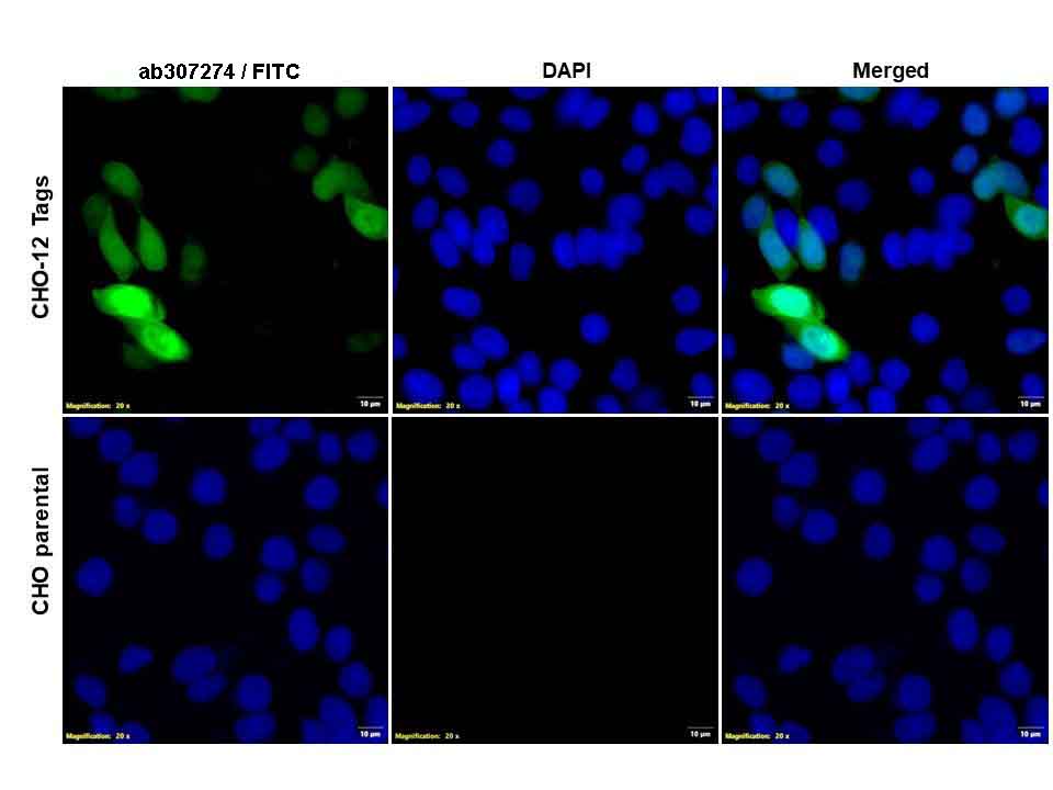 Immunocytochemistry/ Immunofluorescence - Anti-GST Tag antibody (AB307274), expandable thumbnail