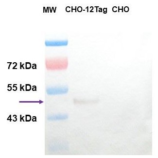 Western blot - Anti-GST Tag antibody (AB307274), expandable thumbnail