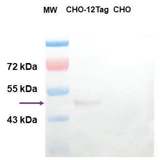 Western blot - Anti-GST Tag antibody (AB307274)