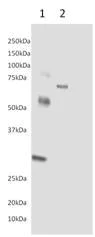 Western blot - GST tag ELISA Kit (AB126581)