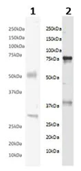 Western blot - GST tag ELISA Kit (AB126581)