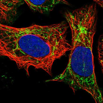 Immunocytochemistry/ Immunofluorescence - Anti-GST3 / GST pi antibody (AB259373), expandable thumbnail