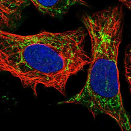 Immunocytochemistry/ Immunofluorescence - Anti-GST3 / GST pi antibody (AB259373)