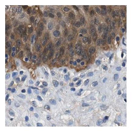 Immunohistochemistry (Formalin/PFA-fixed paraffin-embedded sections) - Anti-GST3 / GST pi antibody (AB259373), expandable thumbnail