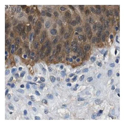 Immunohistochemistry (Formalin/PFA-fixed paraffin-embedded sections) - Anti-GST3 / GST pi antibody (AB259373)