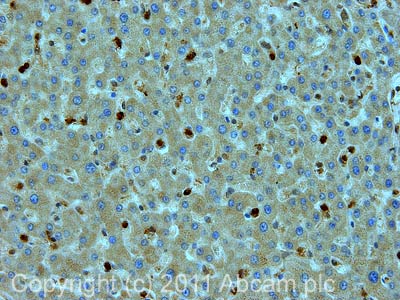 Immunohistochemistry (Formalin/PFA-fixed paraffin-embedded sections) - Anti-GST3 / GST pi antibody (AB53943), expandable thumbnail