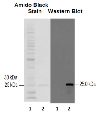 Western blot - Anti-GST3 / GST pi antibody (AB53943), expandable thumbnail