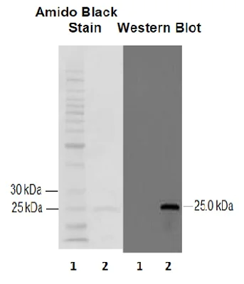 Western blot - Anti-GST3 / GST pi antibody (AB53943)