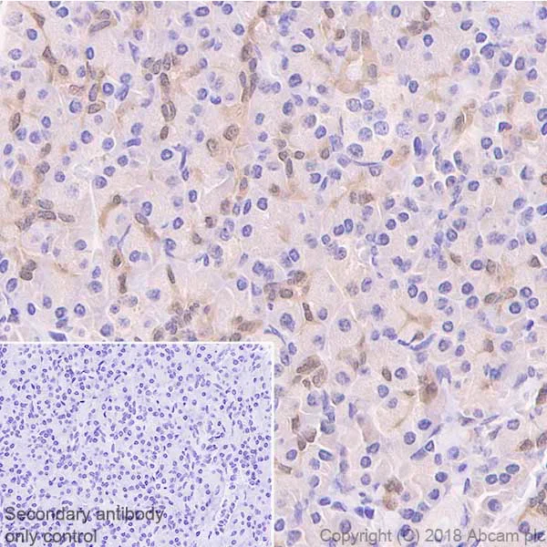 Immunohistochemistry (Formalin/PFA-fixed paraffin-embedded sections) - Anti-GST3 / GST pi antibody [EPR20554] (AB241331)