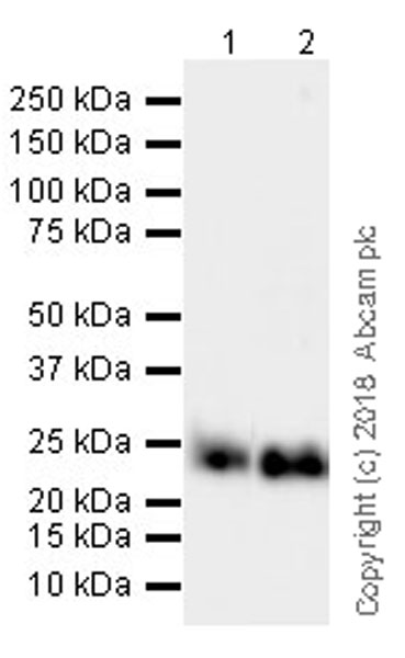 Western blot - Anti-GST3 / GST pi antibody [EPR20554] (AB241331), expandable thumbnail