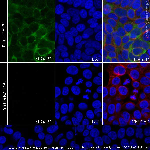 Immunocytochemistry/ Immunofluorescence - Anti-GST3 / GST pi antibody [EPR20554] - BSA and Azide free (AB242014)