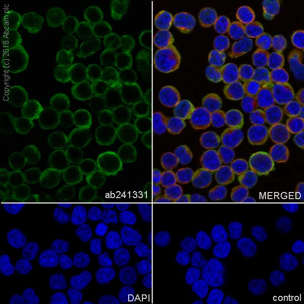 Immunocytochemistry/ Immunofluorescence - Anti-GST3 / GST pi antibody [EPR20554] - BSA and Azide free (AB242014), expandable thumbnail