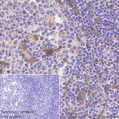 Immunohistochemistry (Formalin/PFA-fixed paraffin-embedded sections) - Anti-GST3 / GST pi antibody [EPR20554] - BSA and Azide free (AB242014), expandable thumbnail