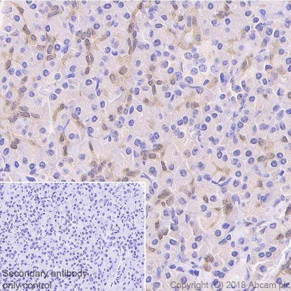 Immunohistochemistry (Formalin/PFA-fixed paraffin-embedded sections) - Anti-GST3 / GST pi antibody [EPR20554] - BSA and Azide free (AB242014), expandable thumbnail