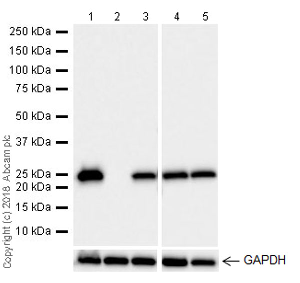 Western blot - Anti-GST3 / GST pi antibody [EPR20554] - BSA and Azide free (ab242014), expandable thumbnail