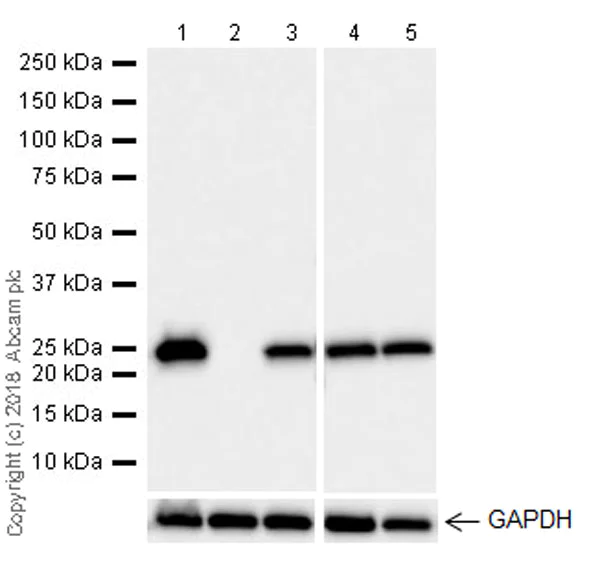 Western blot - Anti-GST3 / GST pi antibody [EPR20554] - BSA and Azide free (AB242014)