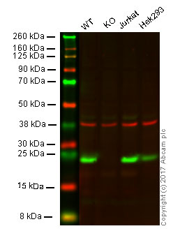 Western blot - Anti-GST3 / GST pi antibody [EPR8262] (AB134934), expandable thumbnail