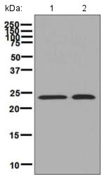 Western blot - Anti-GST3 / GST pi antibody [EPR8262] (AB134934), expandable thumbnail