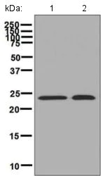 Western blot - Anti-GST3 / GST pi antibody [EPR8262] (AB134934)