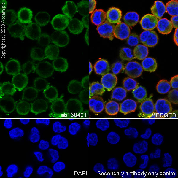 Immunocytochemistry/ Immunofluorescence - Anti-GST3 / GST pi antibody [EPR8263] - BSA and Azide free (AB245762), expandable thumbnail