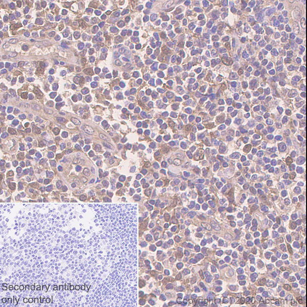 Immunohistochemistry (Formalin/PFA-fixed paraffin-embedded sections) - Anti-GST3 / GST pi antibody [EPR8263] - BSA and Azide free (AB245762)
