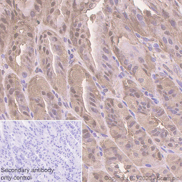 Immunohistochemistry (Formalin/PFA-fixed paraffin-embedded sections) - Anti-GST3 / GST pi antibody [EPR8263] - BSA and Azide free (AB245762)