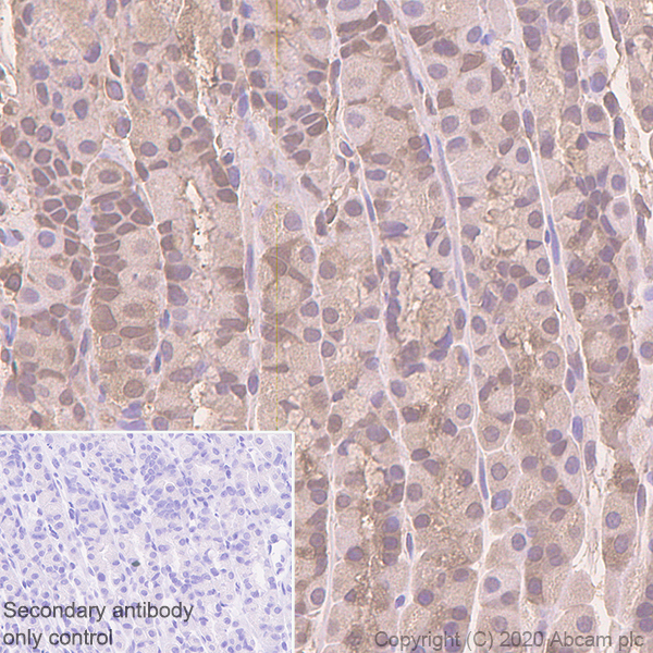 Immunohistochemistry (Formalin/PFA-fixed paraffin-embedded sections) - Anti-GST3 / GST pi antibody [EPR8263] - BSA and Azide free (AB245762), expandable thumbnail