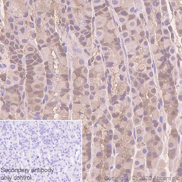 Immunohistochemistry (Formalin/PFA-fixed paraffin-embedded sections) - Anti-GST3 / GST pi antibody [EPR8263] - BSA and Azide free (AB245762)