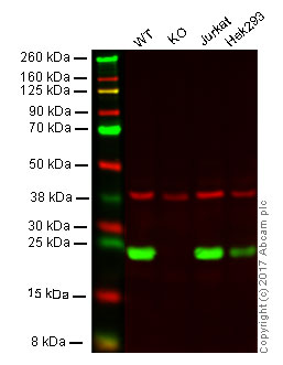 Western blot - Anti-GST3 / GST pi antibody [EPR8263] - BSA and Azide free (AB245762), expandable thumbnail