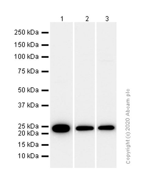 Western blot - Anti-GST3 / GST pi antibody [EPR8263] - BSA and Azide free (AB245762), expandable thumbnail