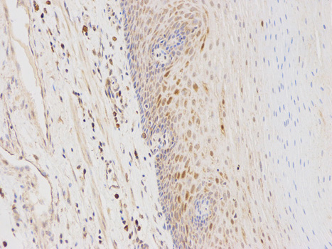 Immunohistochemistry (Formalin/PFA-fixed paraffin-embedded sections) - Anti-GSTA1 antibody (AB180650)