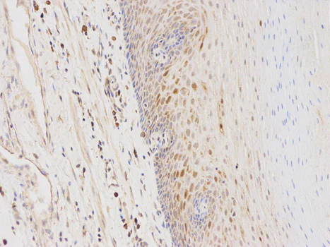 Immunohistochemistry (Formalin/PFA-fixed paraffin-embedded sections) - Anti-GSTA1 antibody (AB180650)
