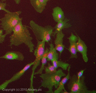 Immunocytochemistry/ Immunofluorescence - Anti-GSTA1 antibody (AB53940), expandable thumbnail