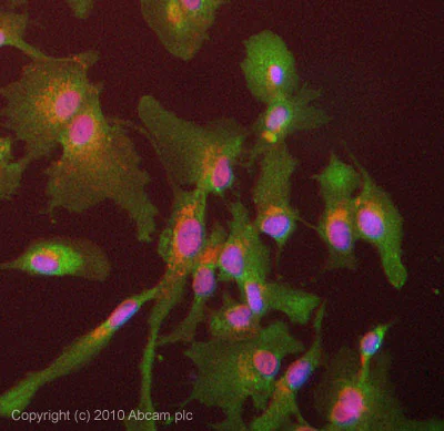 Immunocytochemistry/ Immunofluorescence - Anti-GSTA1 antibody (AB53940)