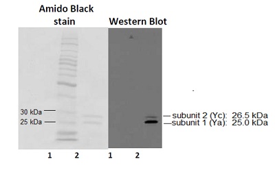 Western blot - Anti-GSTA1 antibody (AB53940), expandable thumbnail